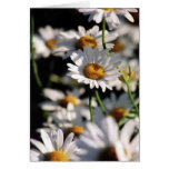 Wildflowers Card