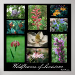 Wildflowers of Louisiana Print