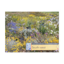 Wildflowers of Western Australia Postcard