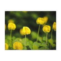 wildflowers postcards