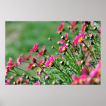 Wildflowers Poster