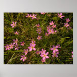 Wildflowers posters