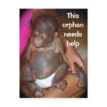Wildlife Baby orphan - island of Borneo postcards