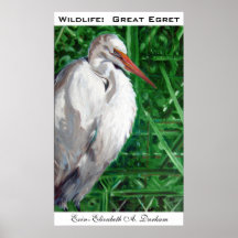 Wildlife: Great Egret Poster