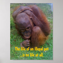 Wildlife Illegal Pet Trade Print