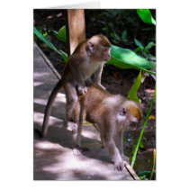 Wildlife Monkey Business  Macaque style Card