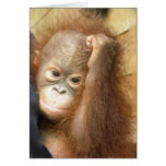 Wildlife notecards -  baby (version 2)