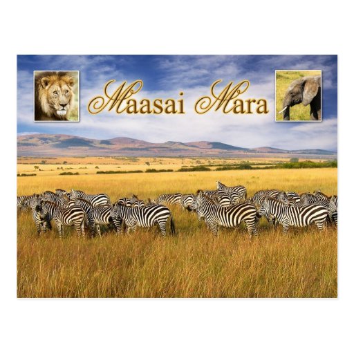 Wildlife of Maasai Mara in Kenya Postcard Zazzle