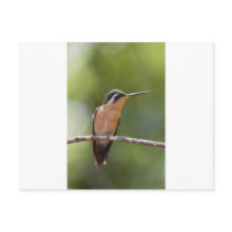 wildlife post card