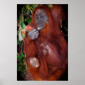 Wildlife poster posters