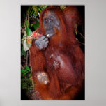 Wildlife poster posters