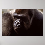 Wildlife Set -  Gorilla Close-up Poster posters