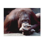 Wildlife Set - Primates 10 postcards