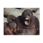 Wildlife Set - Primates 1 postcards