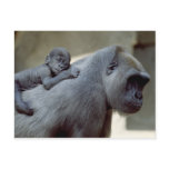 Wildlife Set - Primates 3 postcards