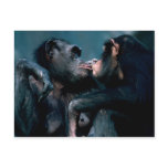 Wildlife Set - Primates 6 postcards