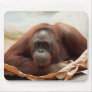 Wildlife Set - Primates 7