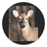 Wildlife Whitetail Deer Doe Portrait Stickers