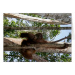 Wildlife: Who's Looking at Whom ? Card