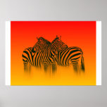 Wildlive posters