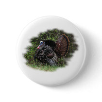 WildTurkey on the prowl