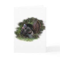 WildTurkey on the prowl