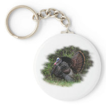 WildTurkey on the prowl