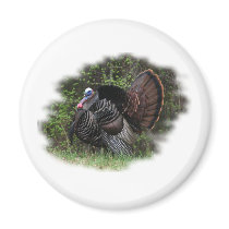 WildTurkey on the prowl