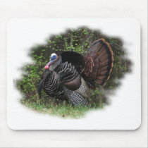 WildTurkey on the prowl