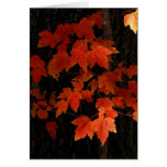 William O'Brien maple leaves Greeting Card