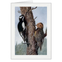Williamson's Sapsuckers Card