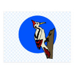 Willimena Woodpecker Post Card