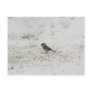 Willlow Tit Eating Seed Postcards