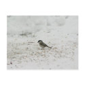 Willlow Tit Eating Seed postcards
