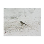 Willlow Tit Eating Seed postcards