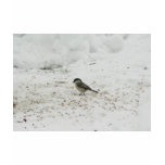Willlow Tit Eating Seed t-shirts