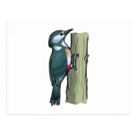 Willma Woodpecker Postcards