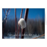 Willow Catkin Close-Up; Customisable Greeting Cards