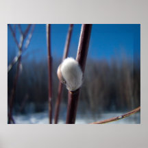 Willow Catkin Close-Up Print