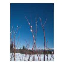 Willow Catkin Portrait Art Photo