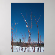 Willow Catkin Portrait; Customisable Posters