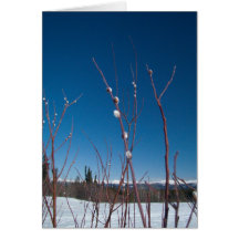 Willow Catkin Portrait Greeting Cards