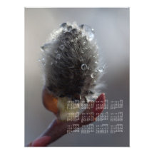 Willow Catkin Study; 2013 Calendar Photographic Print