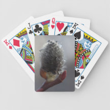 Willow Catkin Study Deck Of Cards
