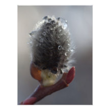 Willow Catkin Study Photo