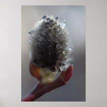 Willow Catkin Study Poster