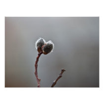 Willow Catkins After Spring Rain Photograph