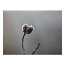Willow Catkins After Spring Rain Photograph