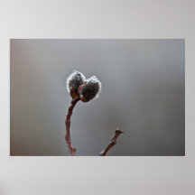 Willow Catkins After Spring Rain Posters