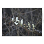 Willow Catkins for Spring Greeting Cards